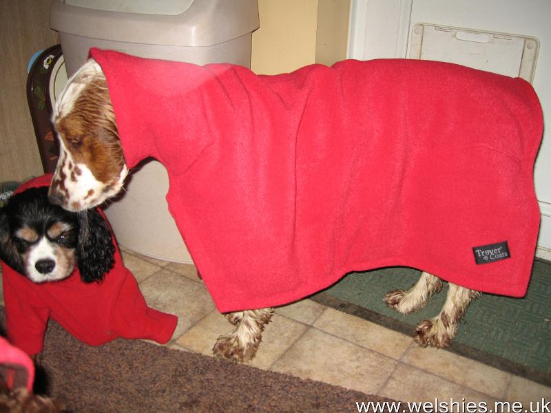 2011-05-15 05.JPG - Casey trying out Hal's fleece jumper - think it's a bit big!